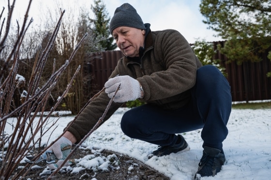 Man crouching to attend his garden in the snow